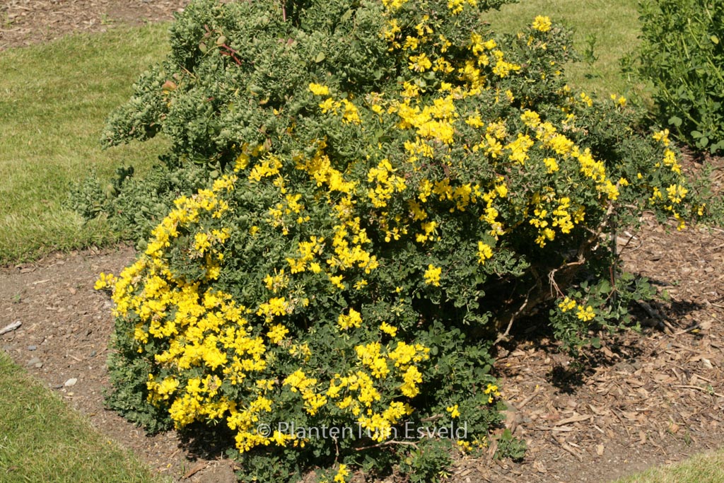 Coronilla valentina ssp. glauca