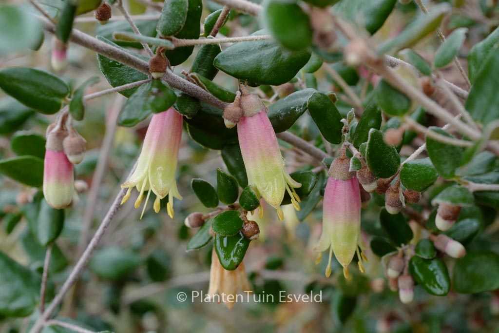 Correa ‚Marian’s Marvel‘