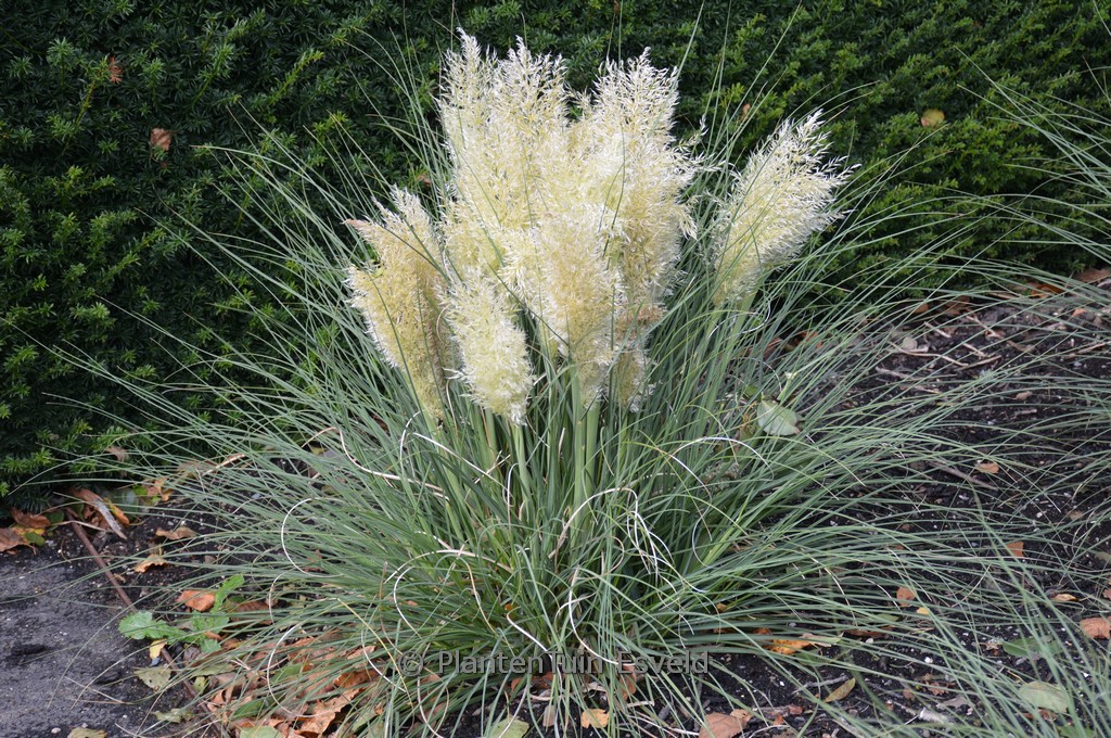 Cortaderia selloana ‚Day1‘ (TINY PAMPA)
