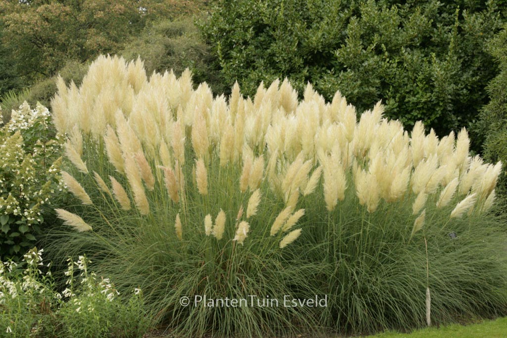 Cortaderia selloana ‚Pumila‘