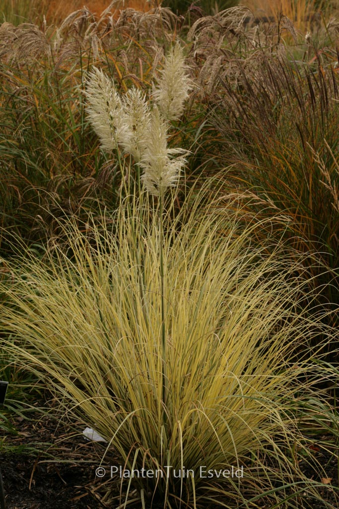 Cortaderia selloana ‚Splendid Star‘