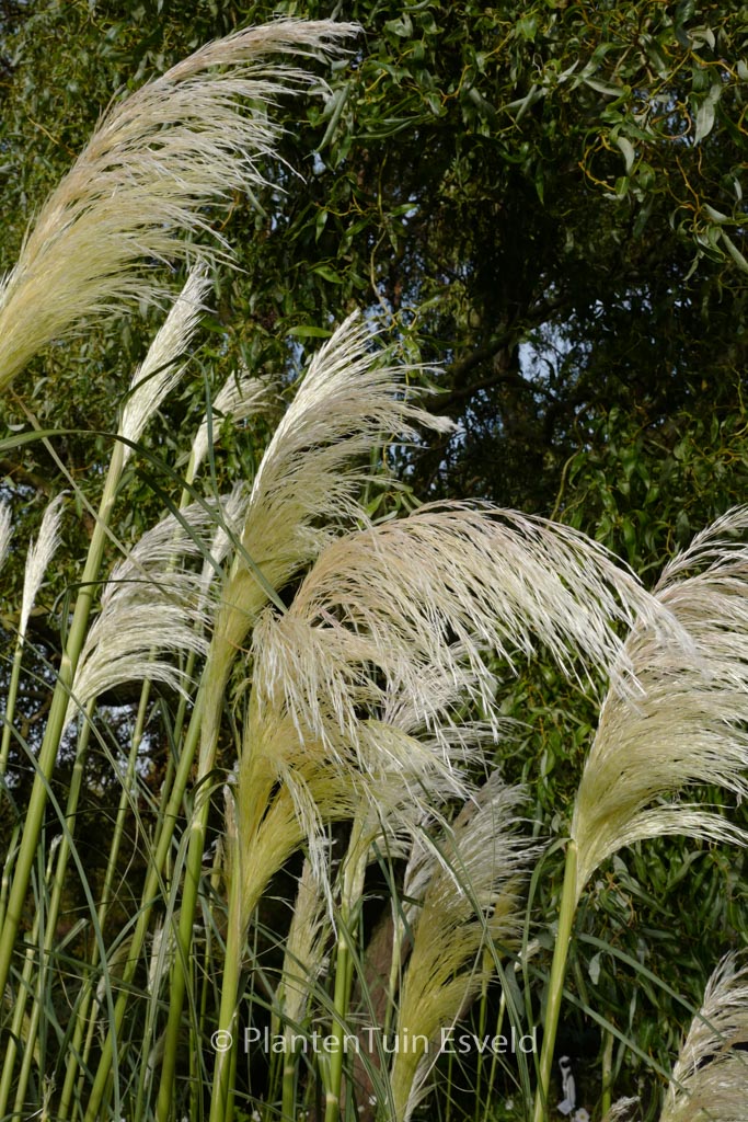 Cortaderia selloana ‚Sunningdale Silver‘
