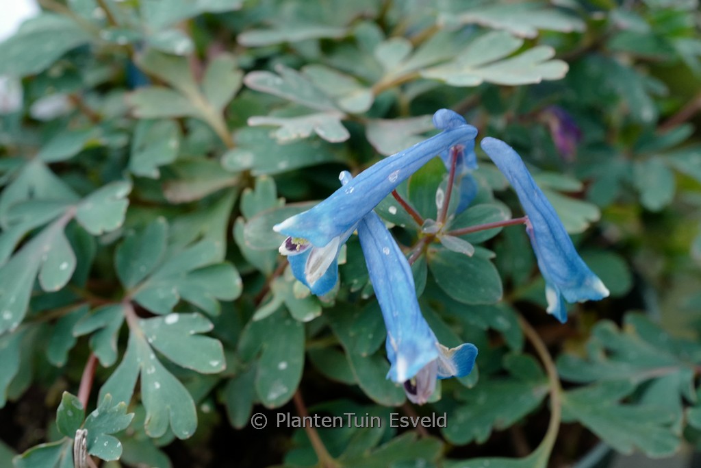 Corydalis ‚Blue Heron‘