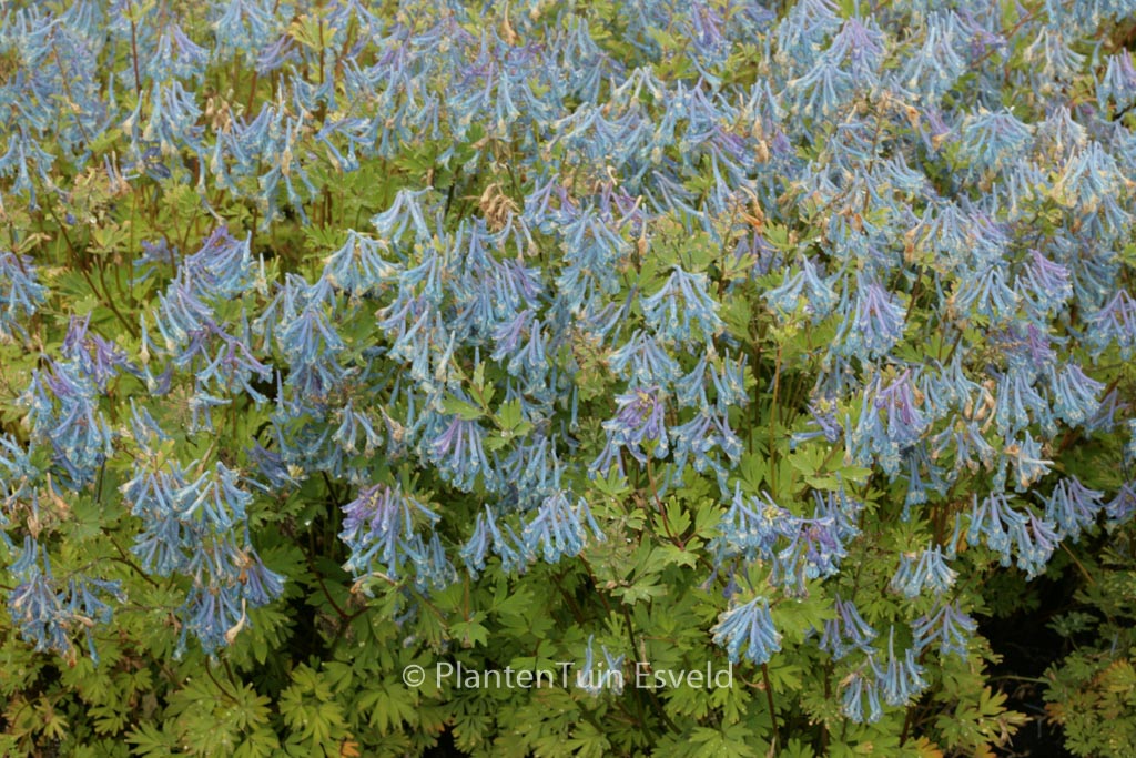 Corydalis ‚Craigton Blue‘