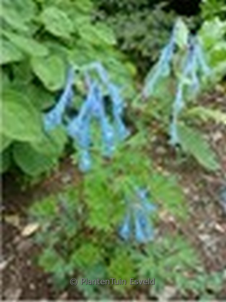 Corydalis elata x flexuosa ‚Tory M.P.‘