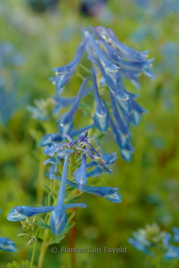 Corydalis elata