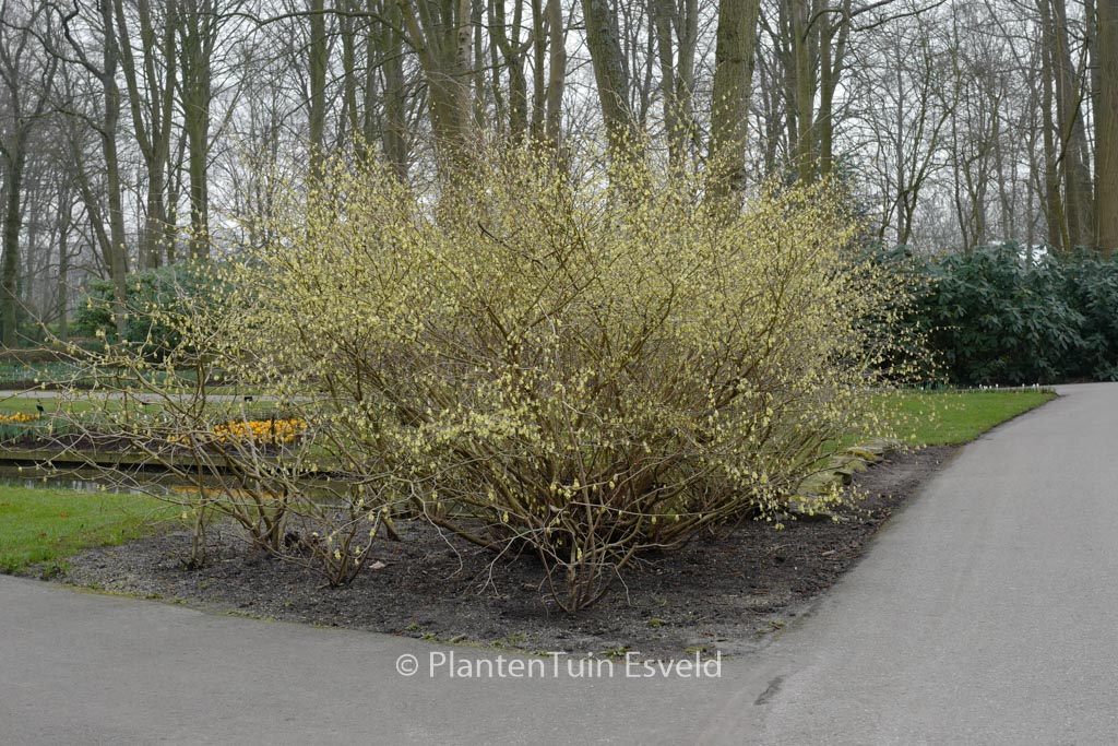 Corylopsis pauciflora