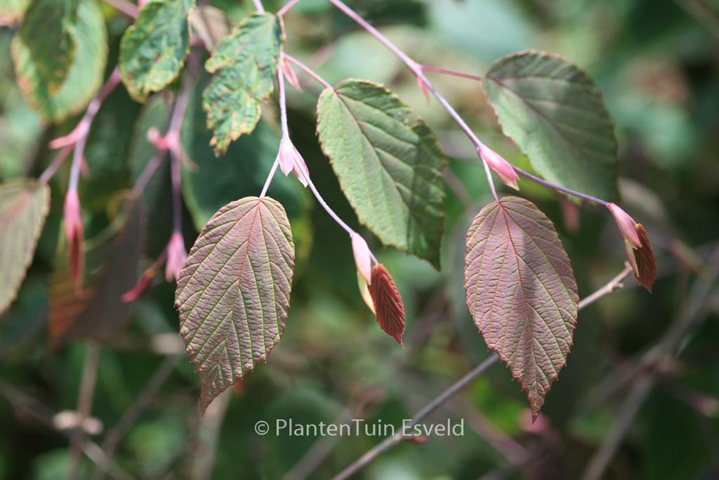 Corylopsis sinensis ‚Spring Purple‘