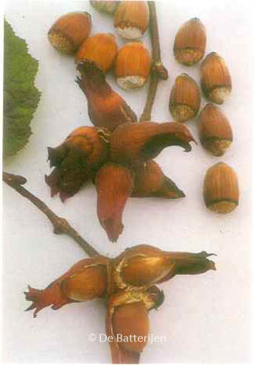 Corylus ‚Roodpit Lambertsnoot‘