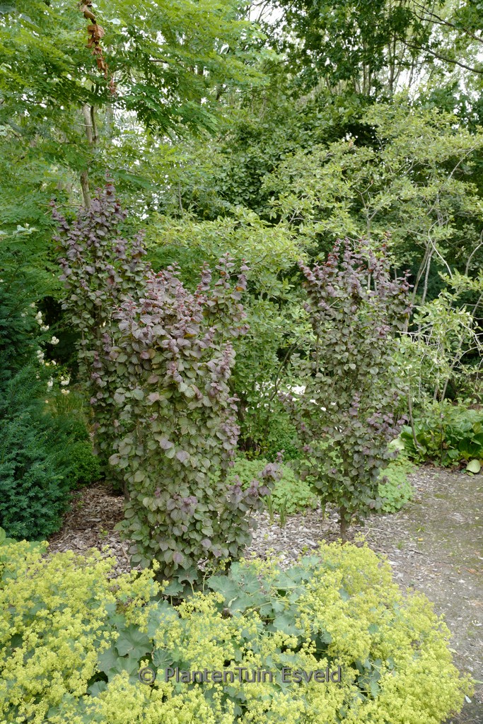 Corylus avellana ‚Anny’s Compact Red‘