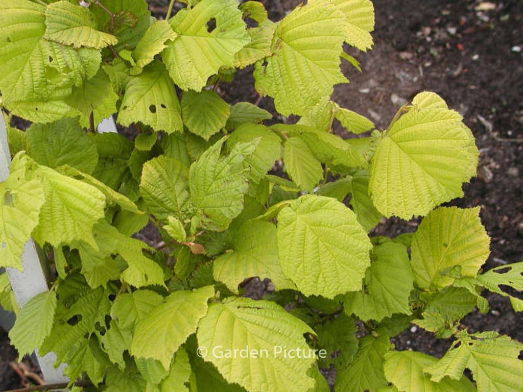 Corylus avellana ‚Aurea‘