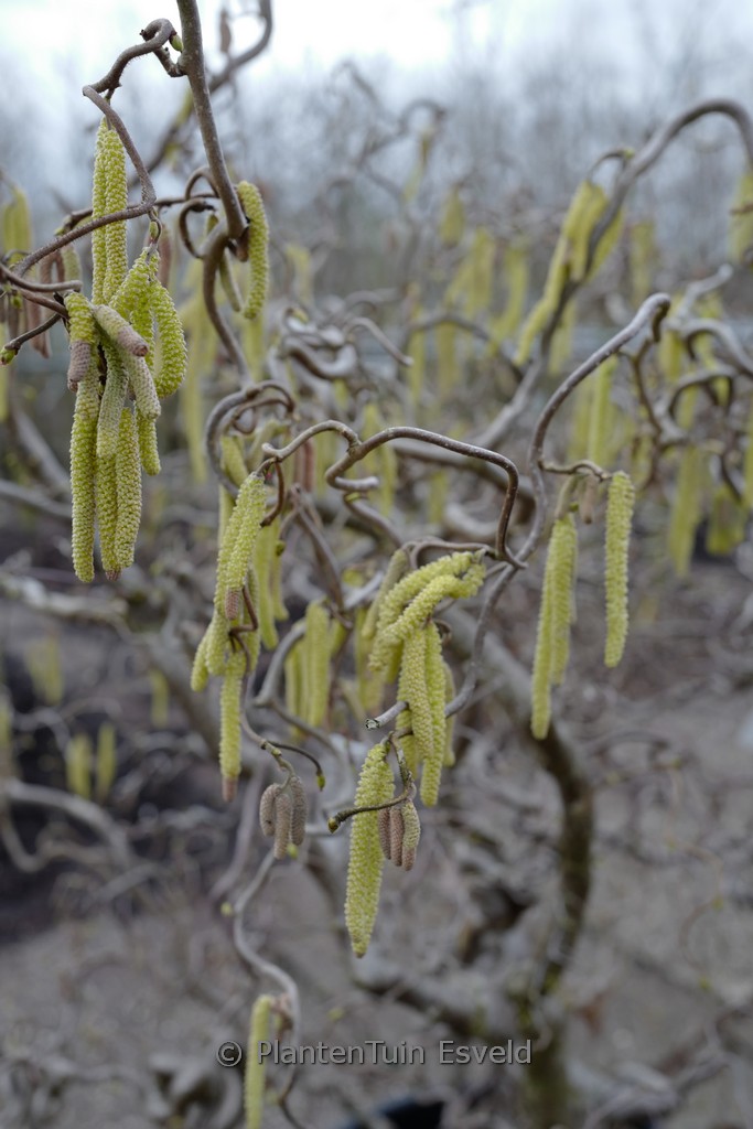 Corylus avellana ‚Contorta‘