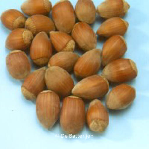 Corylus avellana ‚Cosford‘