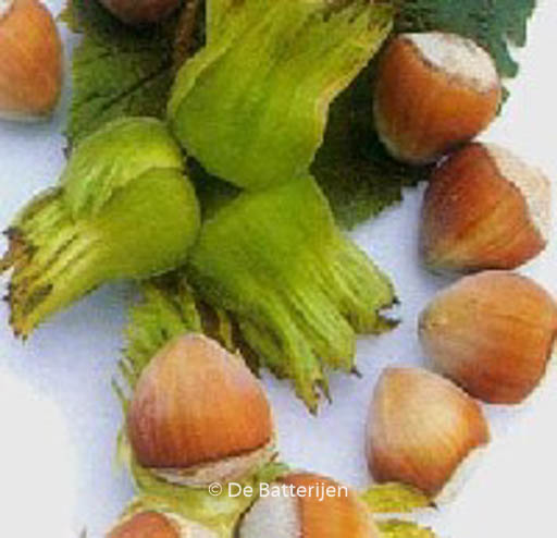 Corylus avellana ‚Geant de Halle‘