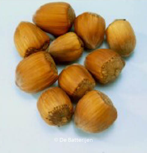 Corylus avellana ‚Gunslebert‘