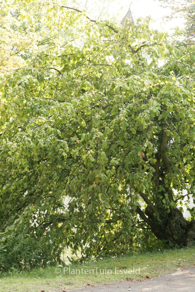 Corylus avellana ‚Pendula‘