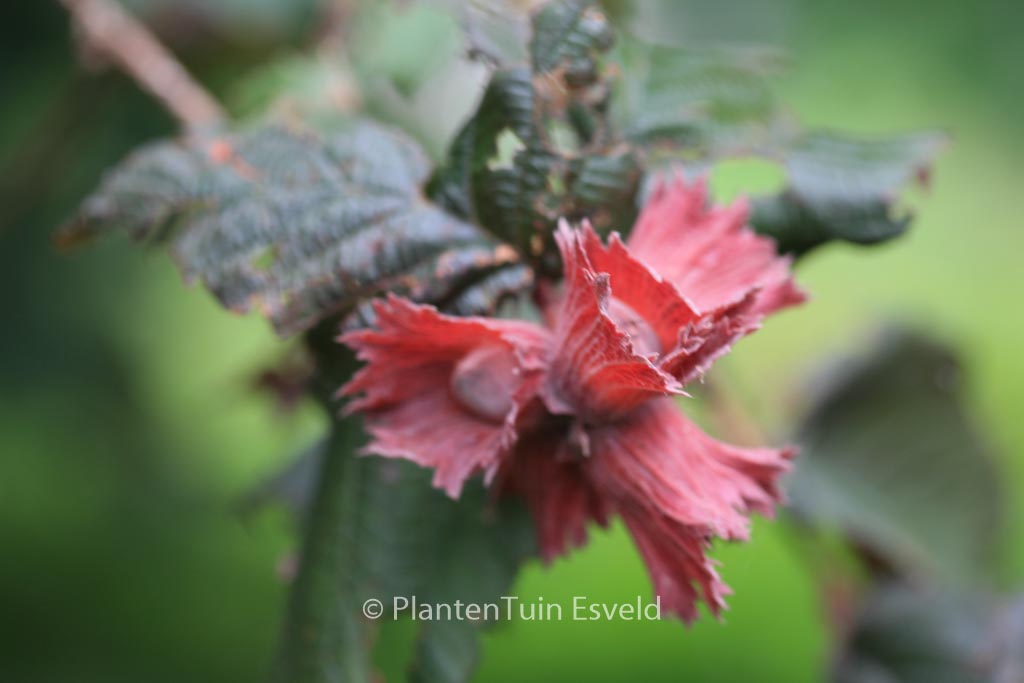 Corylus avellana ‚Rode Zellernoot‘