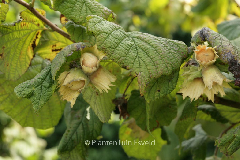 Corylus avellana