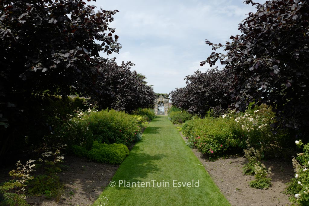 Corylus maxima ‚Purpurea‘