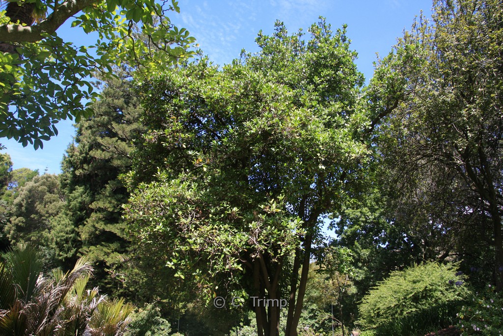 Corynocarpus laevigatus