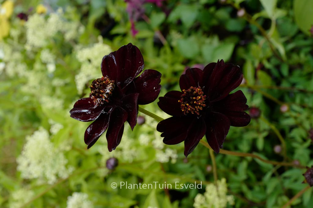 Cosmos atrosanguineus ‚Chocolate‘