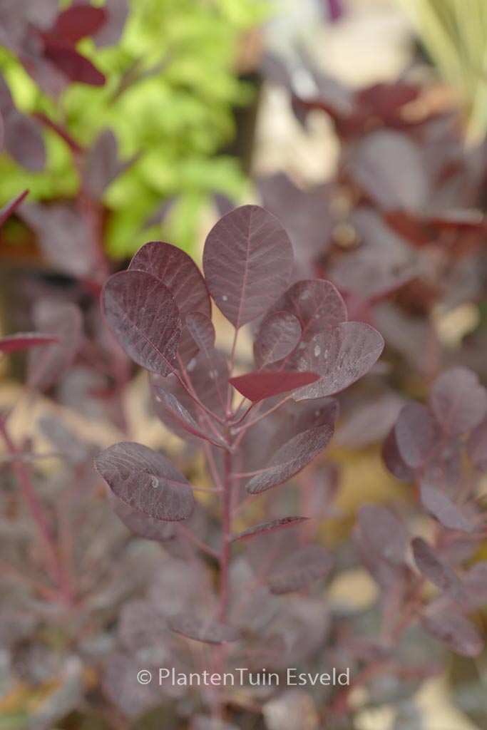 Cotinus coggygria ‚Lilla‘