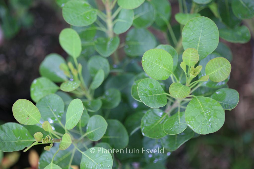 Cotinus coggygria ‚Lisjo‘ (SMOKEY JOE)
