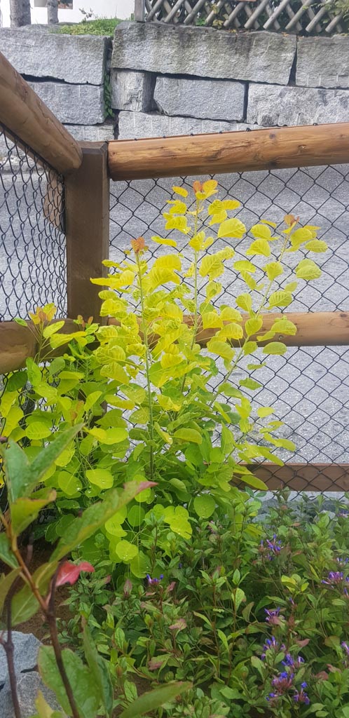 Cotinus coggygria ‚Mincojau3‘ (GOLDEN LADY)