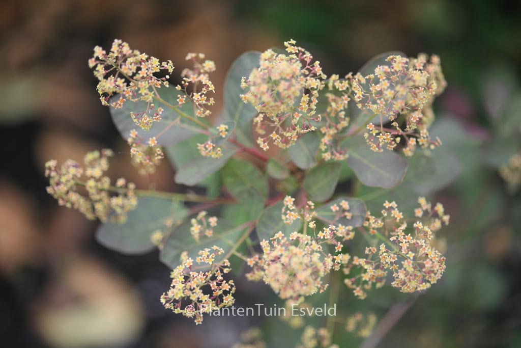Cotinus coggygria ‚Nordine‘