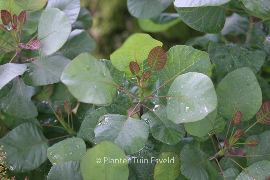 Cotinus coggygria ‚Old Fashioned‘