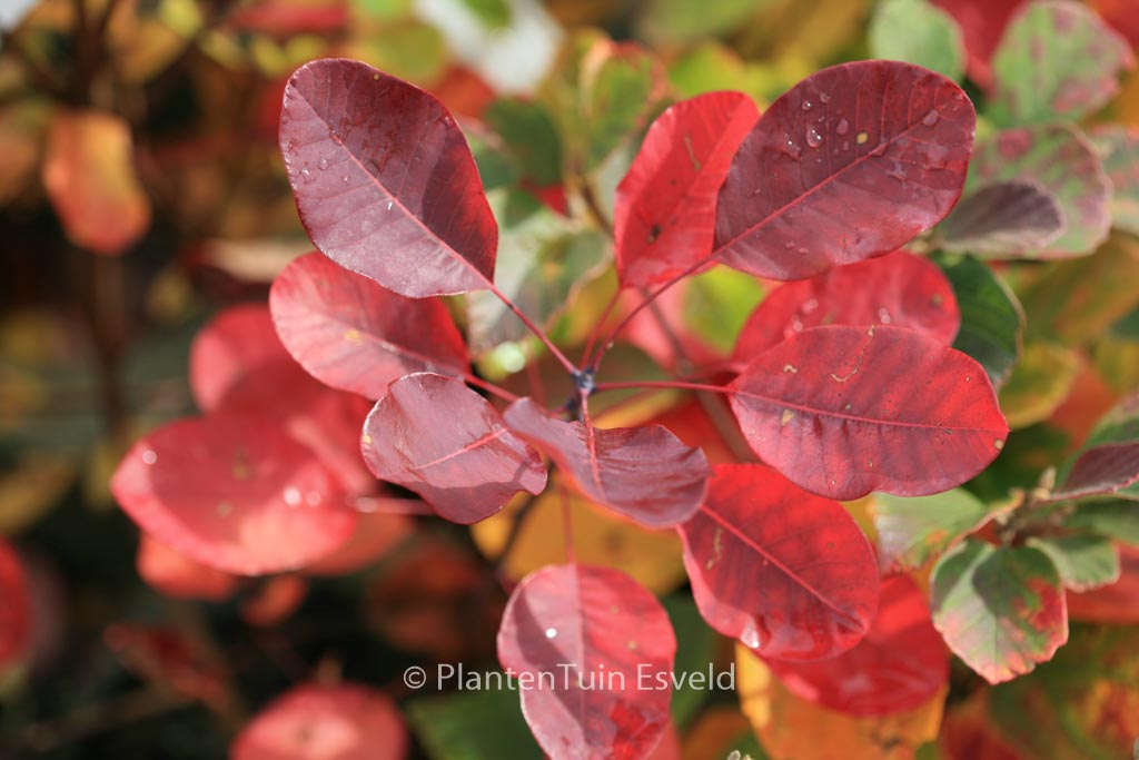 Cotinus coggygria ‚Purpureus‘