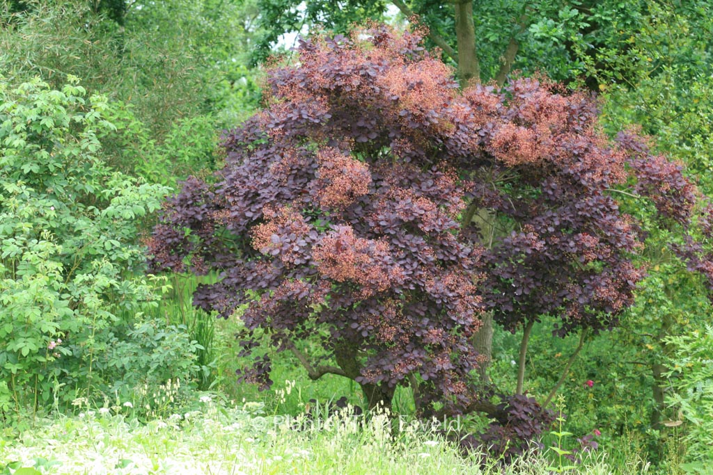 Cotinus coggygria ‚Royal Purple‘