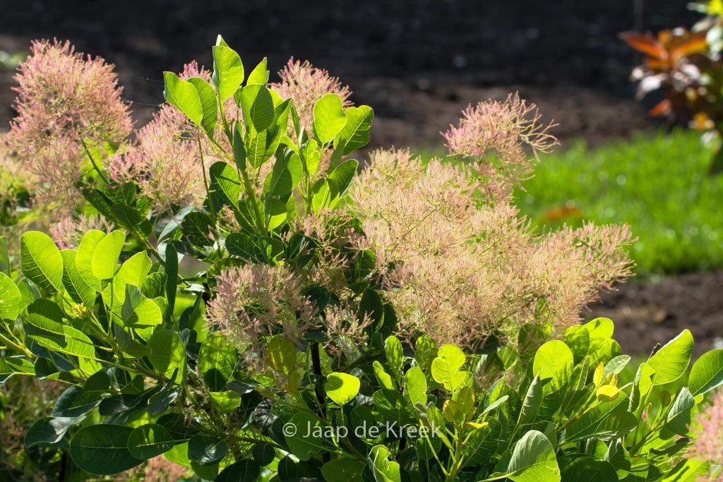 Cotinus coggygria ‚Young Lady‘