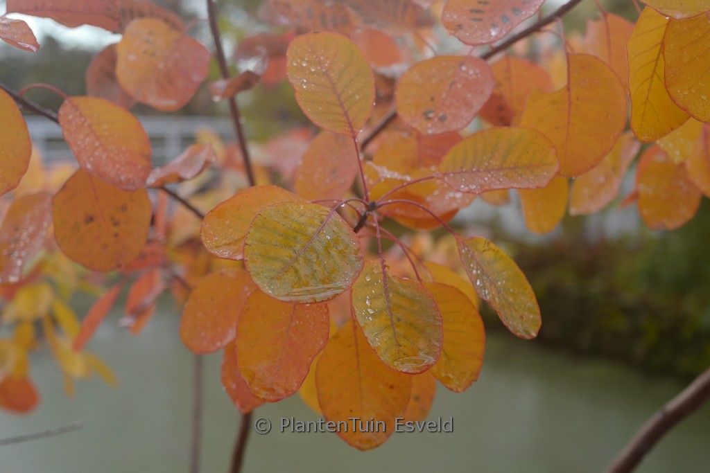 Cotinus obovatus ‚Tulsa Lady‘