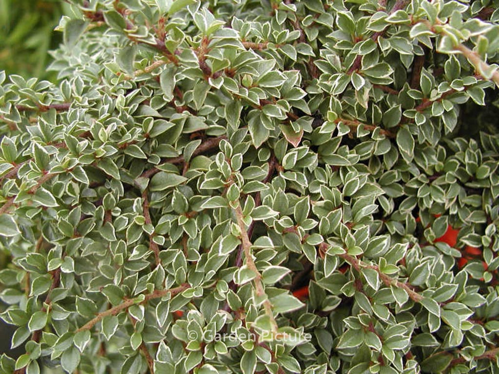 Cotoneaster atropurpureus ‚Variegatus‘