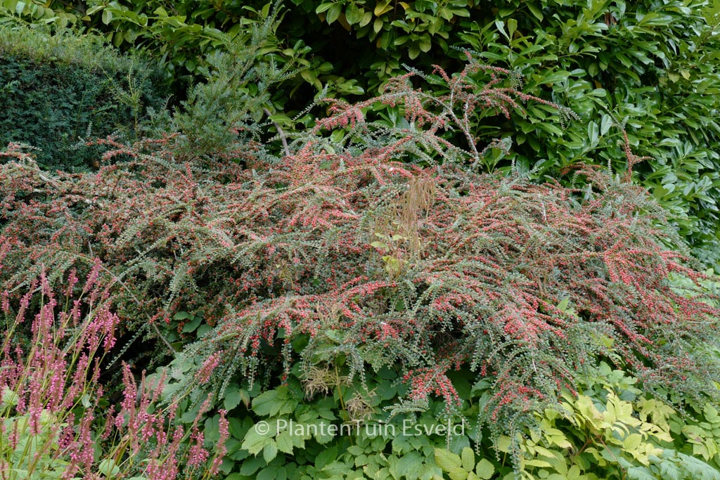Cotoneaster horizontalis ‚Horizon‘