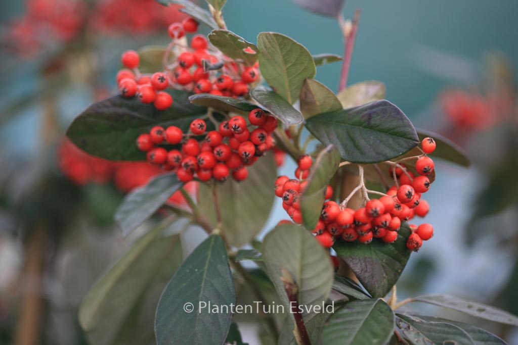 Cotoneaster lacteus