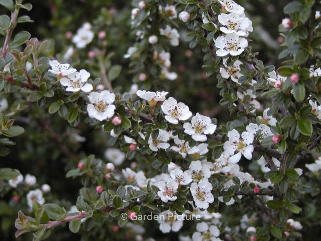 Cotoneaster microphyllus