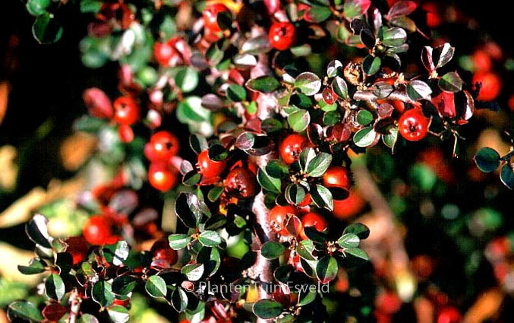 Cotoneaster nanshan ‚Boer‘
