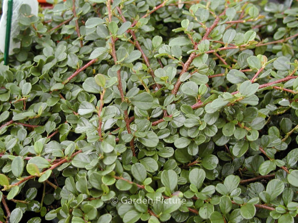 Cotoneaster procumbens ‚Queen of Carpets‘