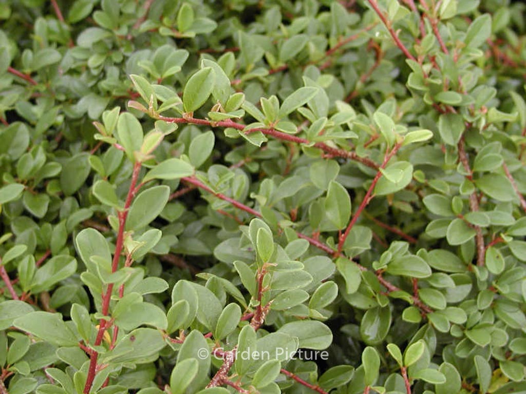 Cotoneaster radicans ‚Eichholz‘