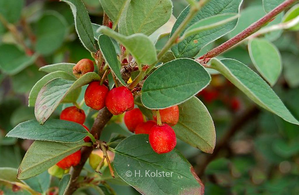 Cotoneaster soongoricus
