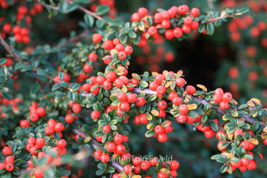 Cotoneaster suecicus ‚Coral Beauty‘