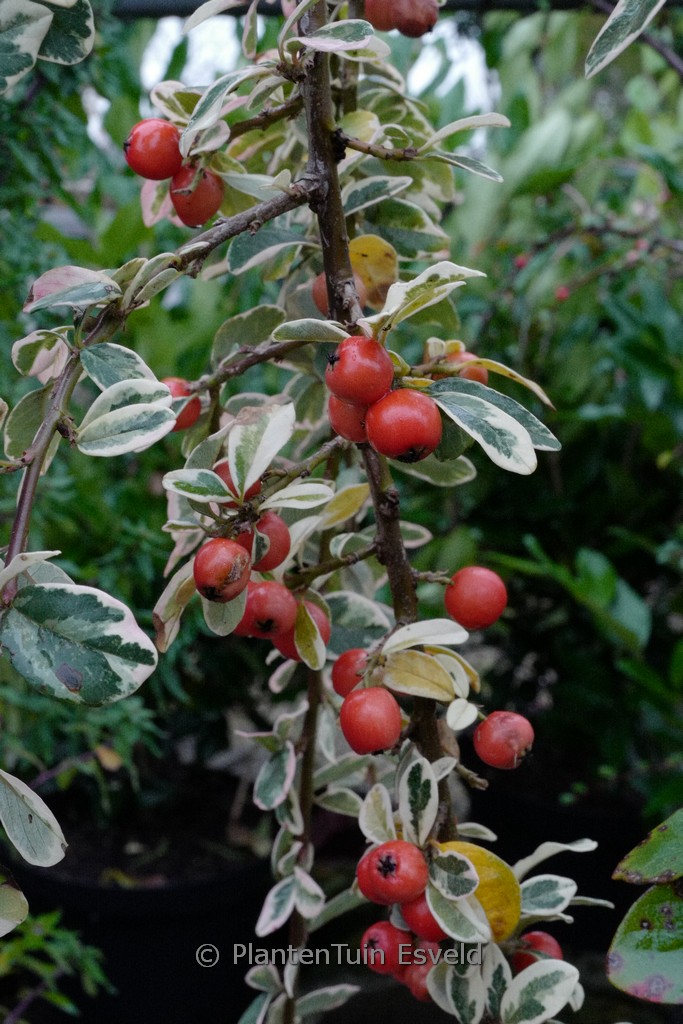 Cotoneaster suecicus ‚Juliette‘
