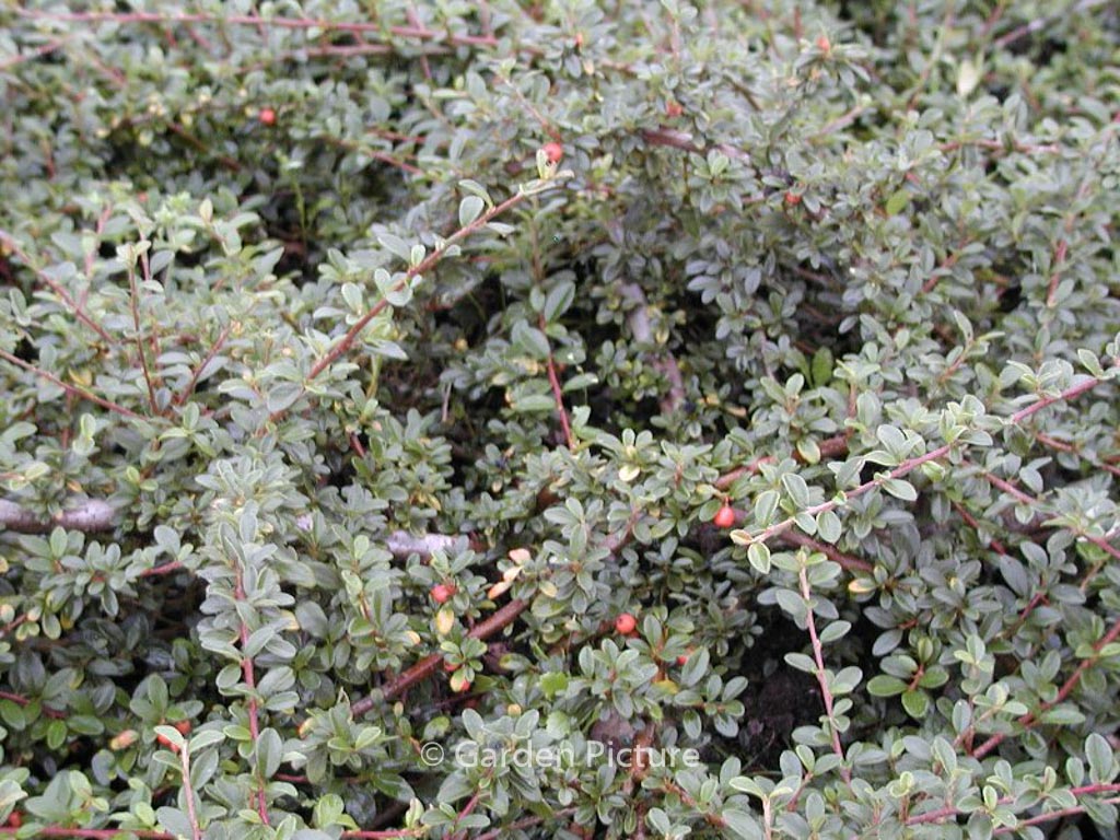 Cotoneaster suecicus ‚Skogholm‘