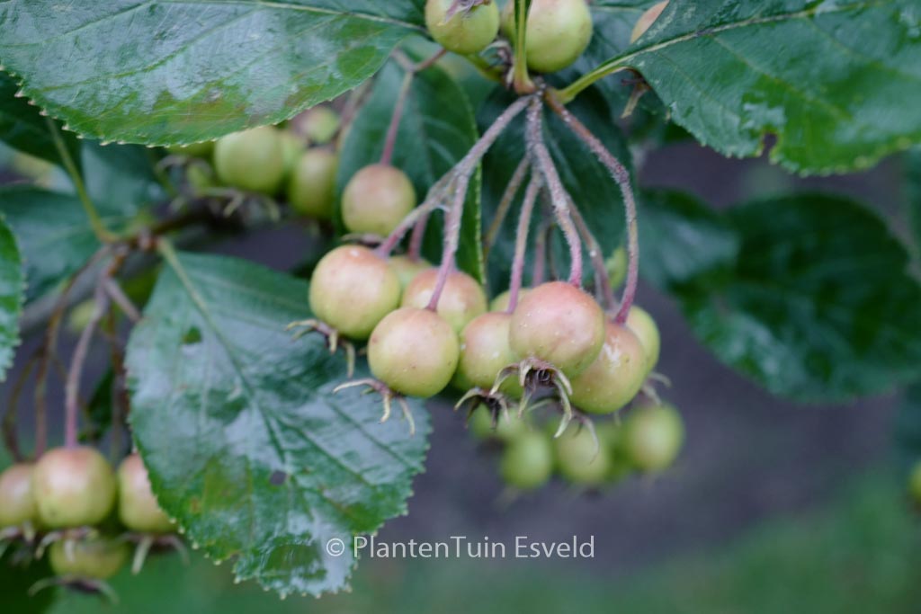 Crataegus crus-galli