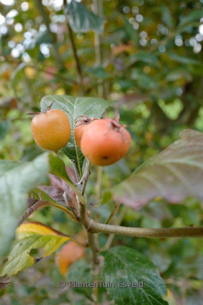 Crataegus lavallei ‚Carrierei‘