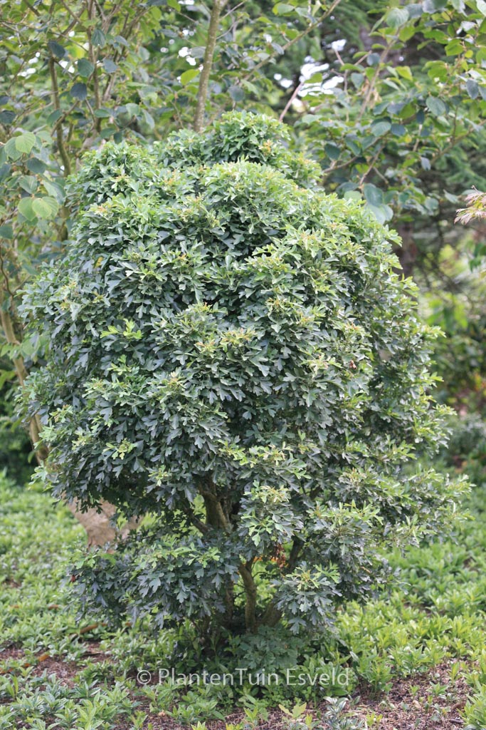 Crataegus monogyna ‚Compacta‘