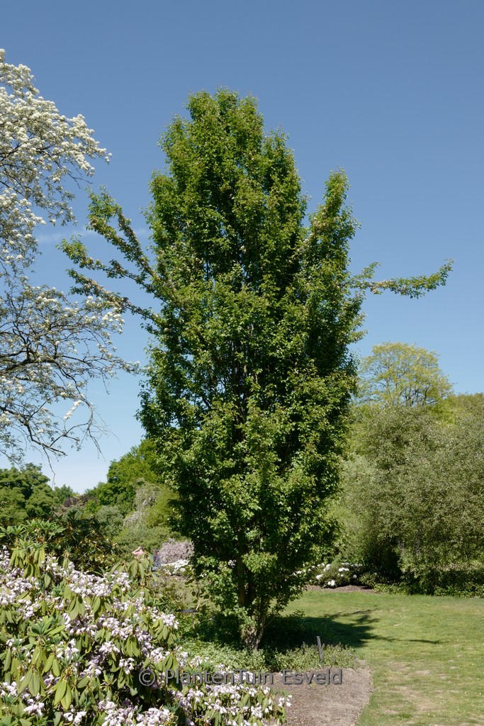 Crataegus monogyna ‚Stricta‘