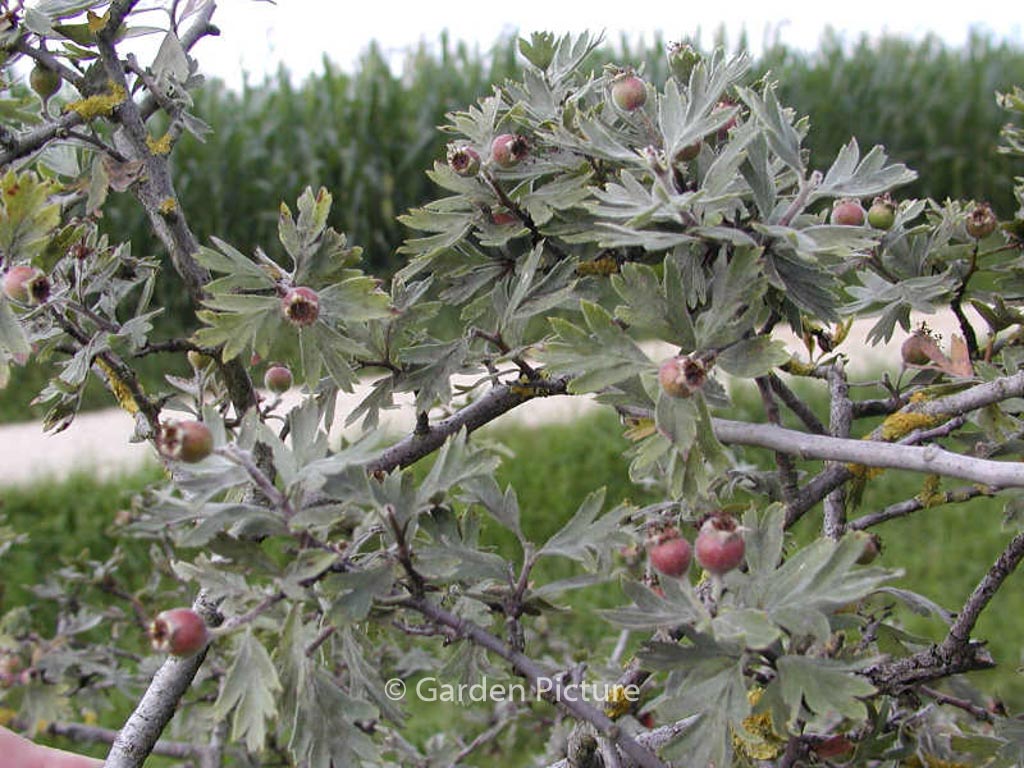 Crataegus orientalis